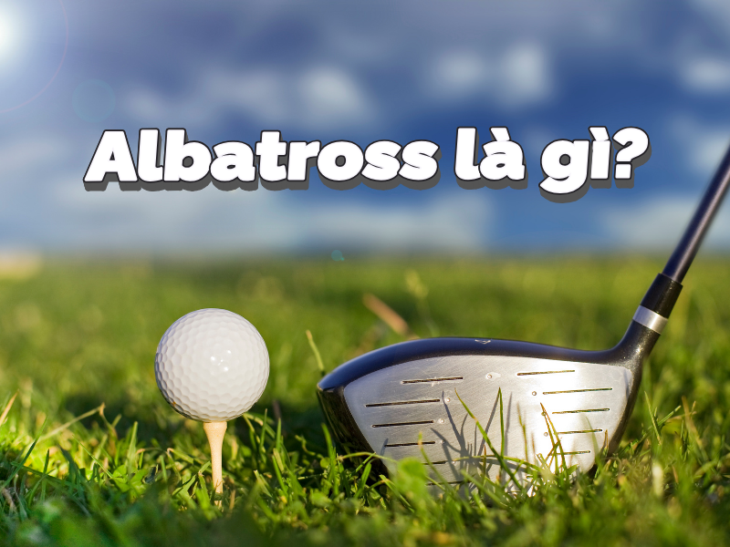 Albatross là gì