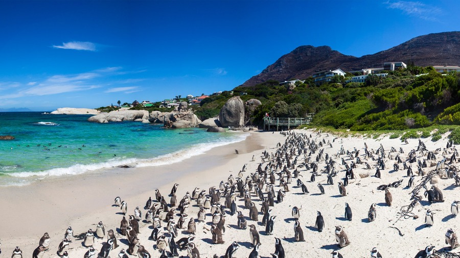 Boulders Penguin Colony