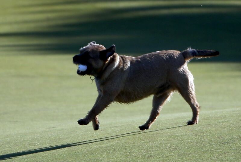 Chó và bóng golf