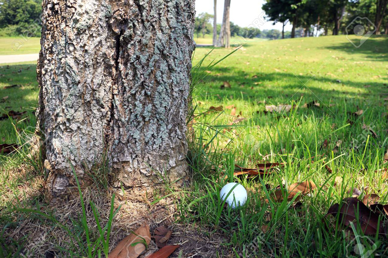 Cách đánh bóng golf dưới tán cây