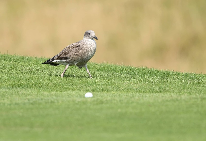 Bóng golf và chim