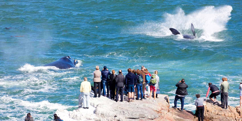 Hermanus