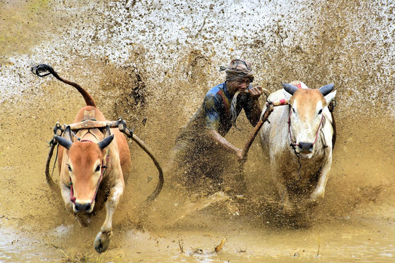 Lễ hội đua bò ở Indonesia