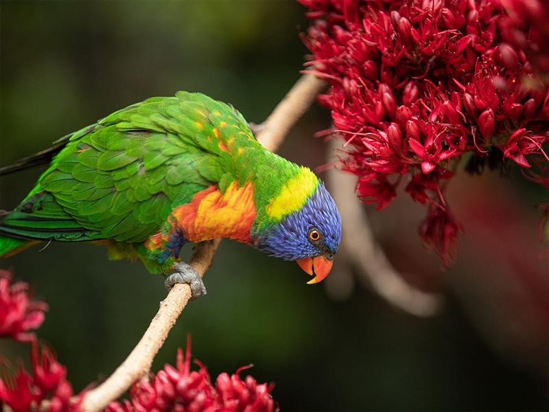 vẹt rainbow lorikeet