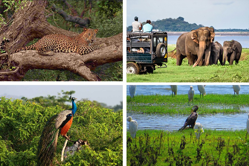 Công viên quốc gia Yala Sri Lanka