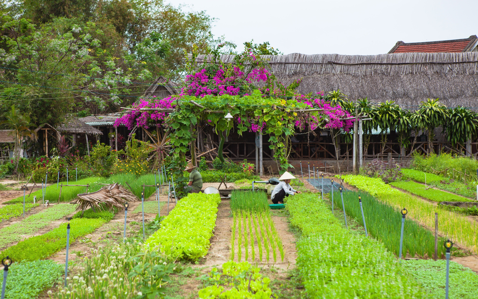 Tra Que Vegetable Village