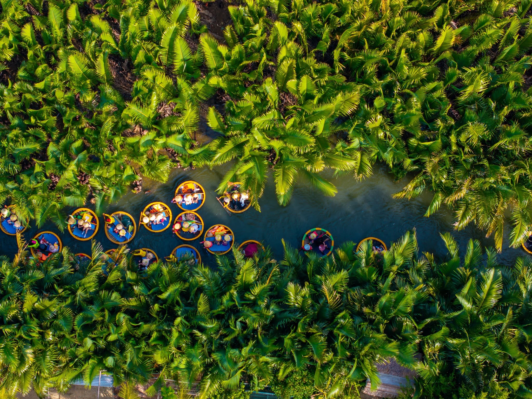 Aerial view of a coconut village basket boat tour. Palms forest in Hoi An ancient town, Cam Thanh, Vietnam. Tourists having an excursion and fun in Thu Bon river. Travel and landscape concept